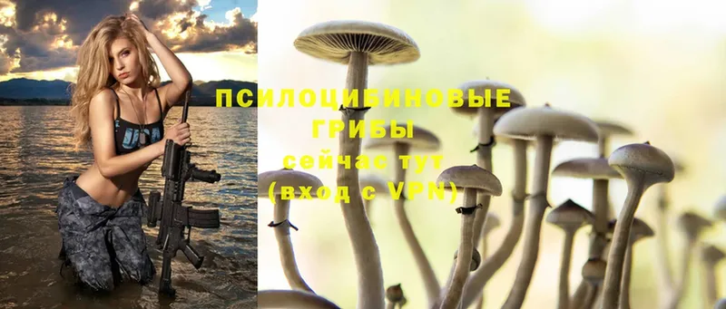 Псилоцибиновые грибы Psilocybe  Александровск-Сахалинский 